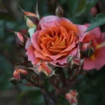 IRIS WEBB - Image 6