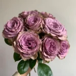 TIARA - Image 3