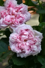 ANTOINETTE - Image 3