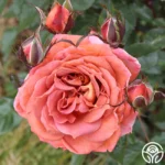 IRIS WEBB - Image 4