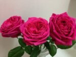 LOVE LABYRINTH - Image 4