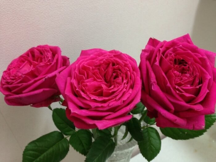 LOVE LABYRINTH - Image 4