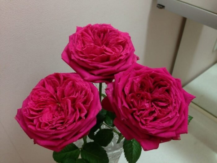 LOVE LABYRINTH - Image 1
