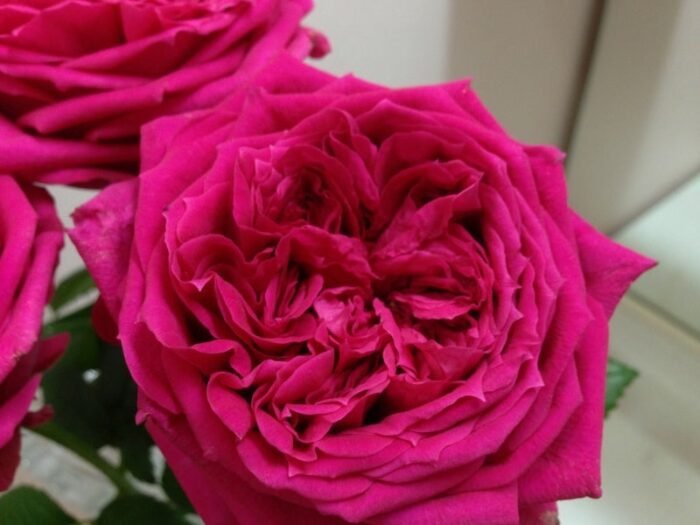 LOVE LABYRINTH - Image 2