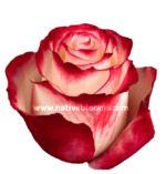 SWEETNESS - Image 2