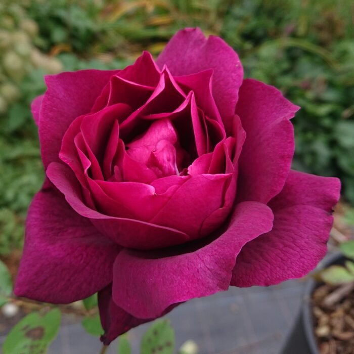 ILIOS - Image 1