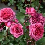 SMOKY PLUM - Image 7