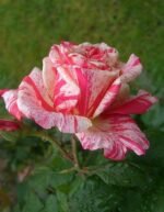FILATELIE - Image 2
