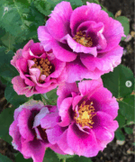 EYECONIC PLUM LEMONADE - Image 2
