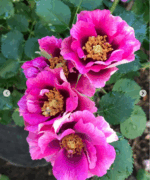 EYECONIC PLUM LEMONADE - Image 7