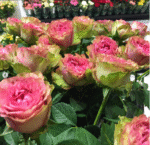 LOVES ME TENDER - Image 7