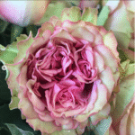 LOVES ME TENDER - Image 3