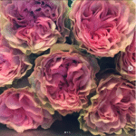 LOVES ME TENDER - Image 4