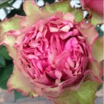 LOVES ME TENDER - Image 5