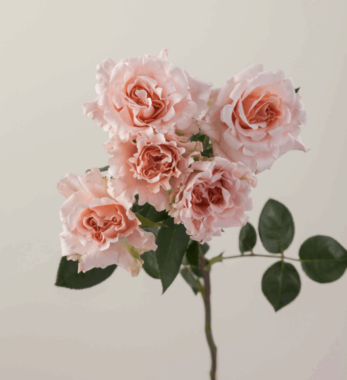 BE LOVING - Image 3