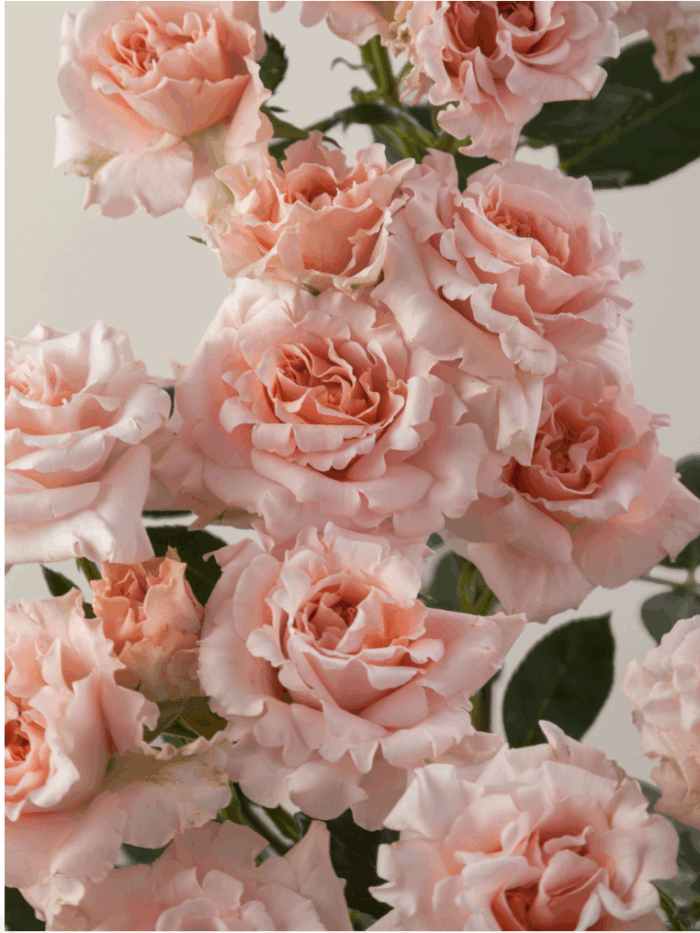 BE LOVING - Image 4