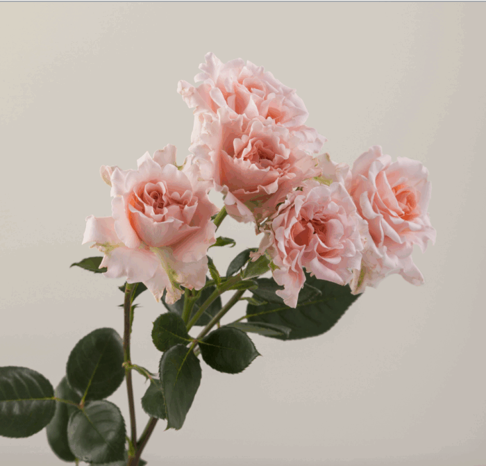BE LOVING - Image 5