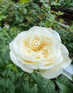 PARADISE WHITE - Image 5