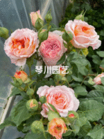 ORANGE POMPON FREELANDER - Image 3