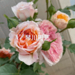 ORANGE POMPON FREELANDER