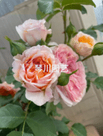 ORANGE POMPON FREELANDER