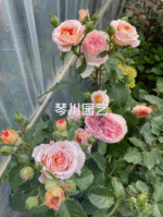 ORANGE POMPON FREELANDER - Image 2