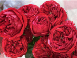 BERRIE - Image 2