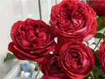 BERRIE - Image 7