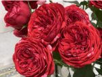 BERRIE - Image 6