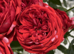BERRIE - Image 5