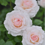 LA SAUVAGINE TERRE ET PASSION