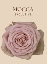 MOCCA - Image 2