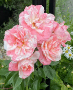 UMPA LUMPA - Image 2