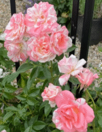 UMPA LUMPA - Image 3