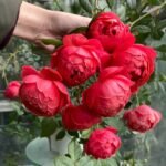 BLAZING FLAME (CHI YAN)