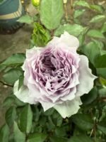 FLOATING MOON (SHEHEREZADE SPORT) - Image 6