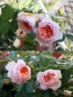 WILLIAM MORRIS - Image 4