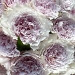 FLOATING MOON (SHEHEREZADE SPORT)