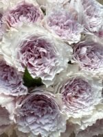 FLOATING MOON (SHEHEREZADE SPORT)