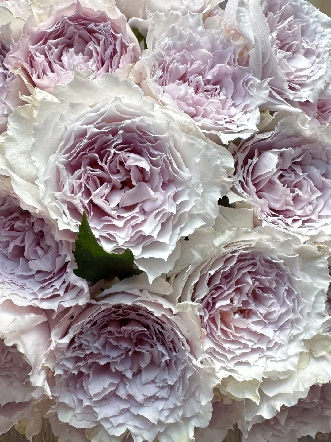 俏溪阳 浮月_1_Daisy_来自小红书网页版 FLOATING MOON (SHEHEREZADE SPORT) - Image 1