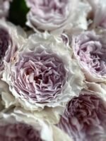 FLOATING MOON (SHEHEREZADE SPORT) - Image 2