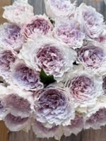 FLOATING MOON (SHEHEREZADE SPORT) - Image 4