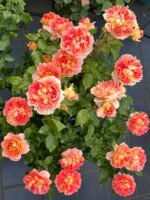 LANTERNE CITROUILLE - Image 8