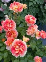 LANTERNE CITROUILLE - Image 7