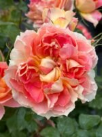 LANTERNE CITROUILLE - Image 4