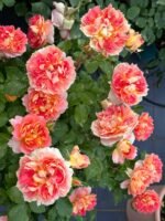 LANTERNE CITROUILLE - Image 3