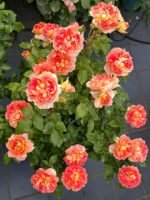 LANTERNE CITROUILLE - Image 2