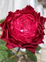 DRACULA'S KISS - Image 2