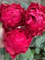 DRACULA'S KISS