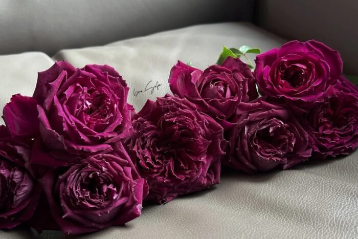 PURPLE VELVET - Image 3